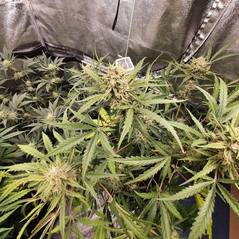 Auto Purple Kush growlog timeline photo