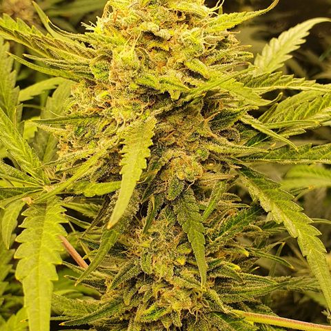 Auto Purple Kush growlog timeline photo