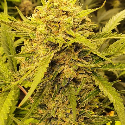 Auto Purple Kush growlog timeline photo