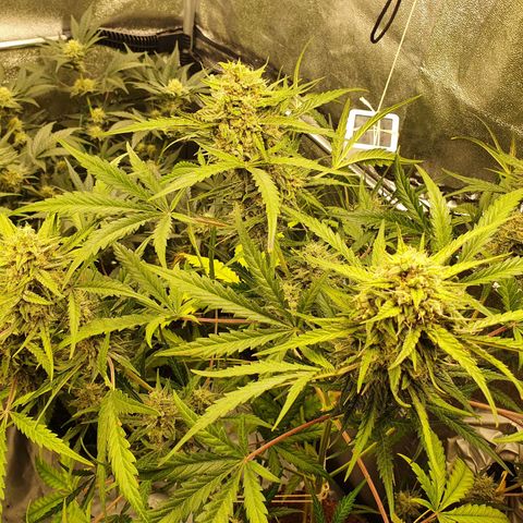 Auto Purple Kush growlog timeline photo