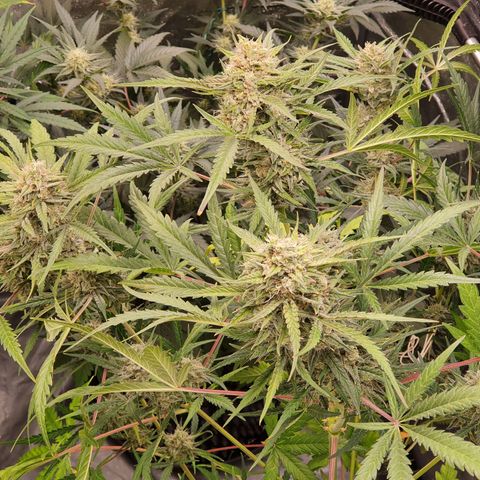 Auto Purple Kush growlog timeline photo
