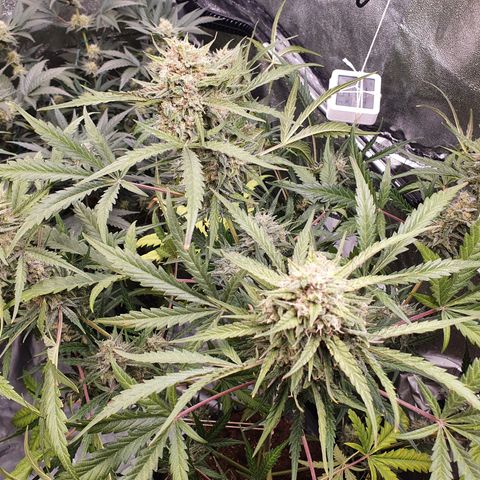 Auto Purple Kush growlog timeline photo