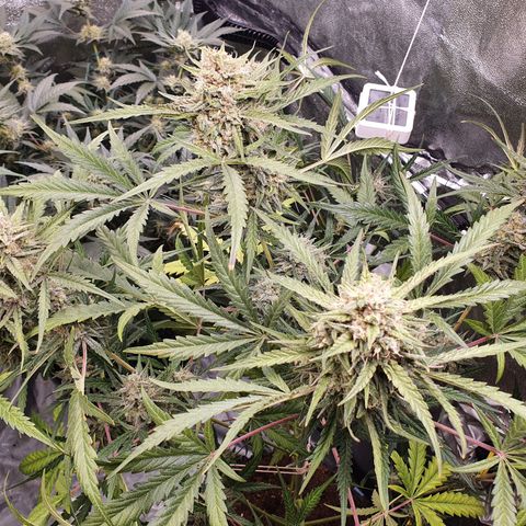 Auto Purple Kush growlog timeline photo