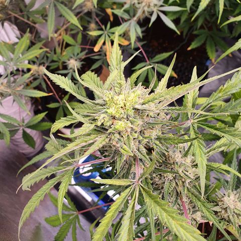 Auto Purple Kush growlog timeline photo
