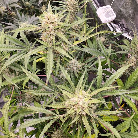 Auto Purple Kush growlog timeline photo