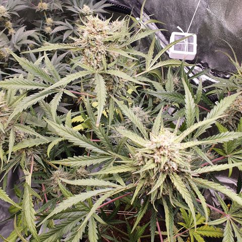 Auto Purple Kush growlog timeline photo