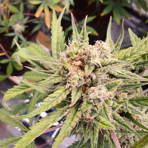 Auto Purple Kush growlog timeline photo