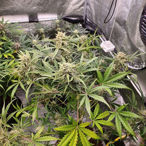 Auto Purple Kush growlog timeline photo