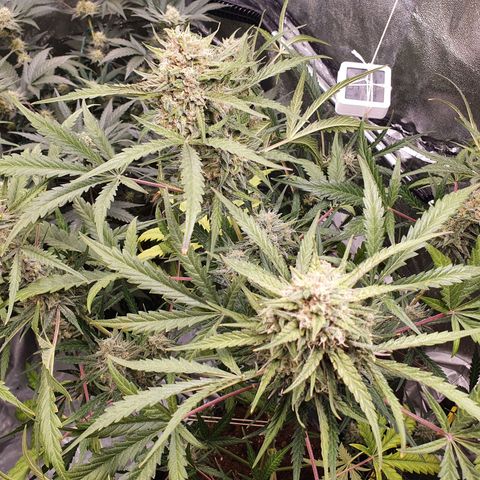 Auto Purple Kush growlog timeline photo