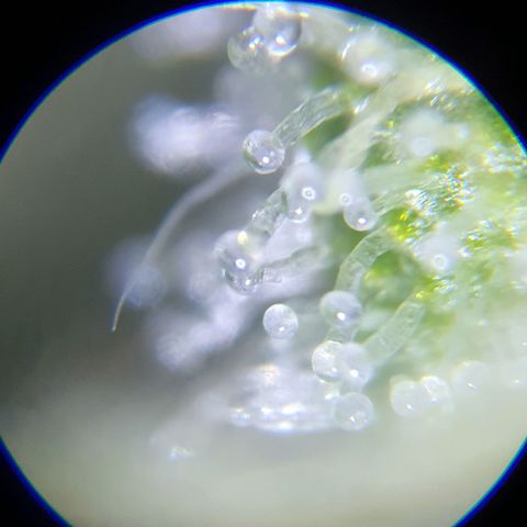 Auto Purple Kush growlog photo: Purple trich check