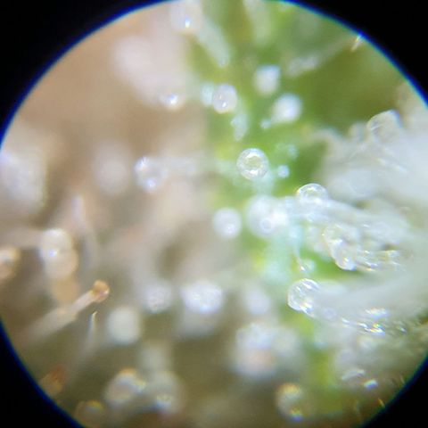 Auto Purple Kush growlog photo: Purple trich check