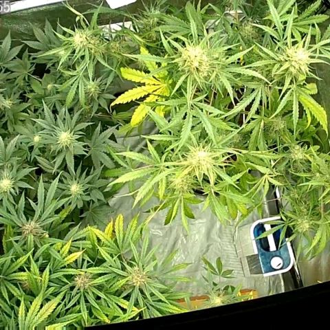 Auto Purple Kush growlog timeline photo