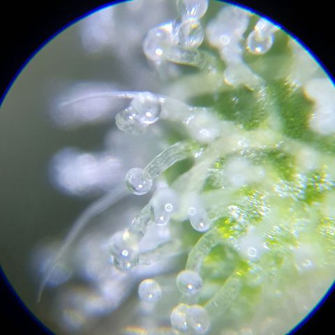 Auto Purple Kush growlog photo: Purple trich check