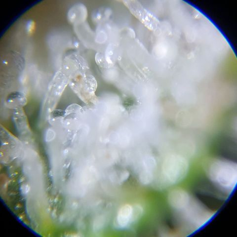 Auto Purple Kush growlog photo: Purple trich check