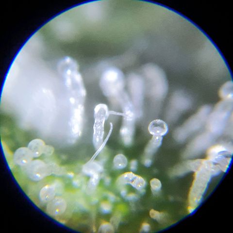 Auto Purple Kush growlog photo: Purple trich check