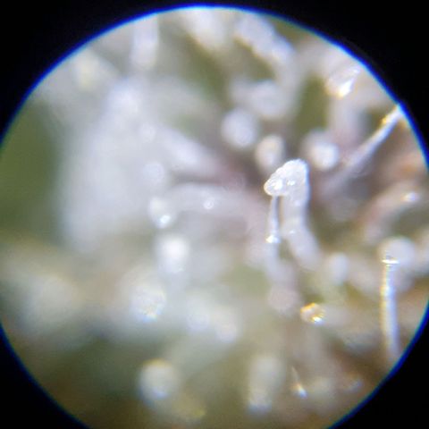 Auto Purple Kush growlog photo: Purple trich check