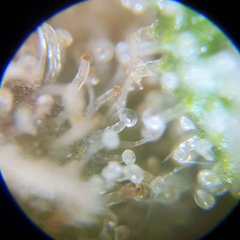 Auto Purple Kush growlog photo: Purple trich check