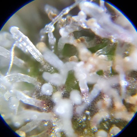 Auto Purple Kush growlog photo: Purple trich check
