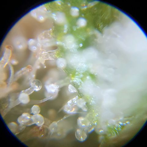 Auto Purple Kush growlog photo: Purple trich check