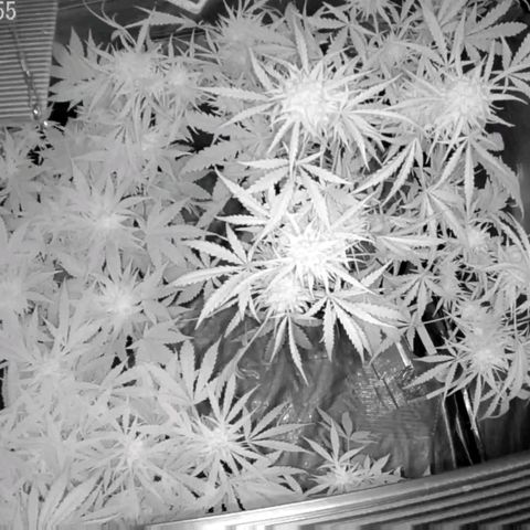 Auto Purple Kush growlog photo: Morning Cam 