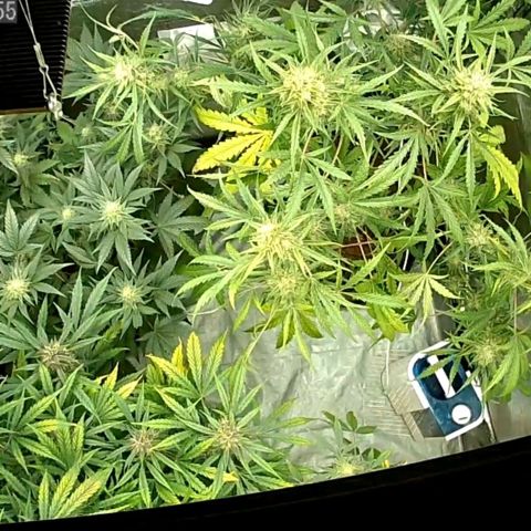 Auto Purple Kush growlog timeline photo