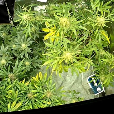 Auto Purple Kush growlog timeline photo