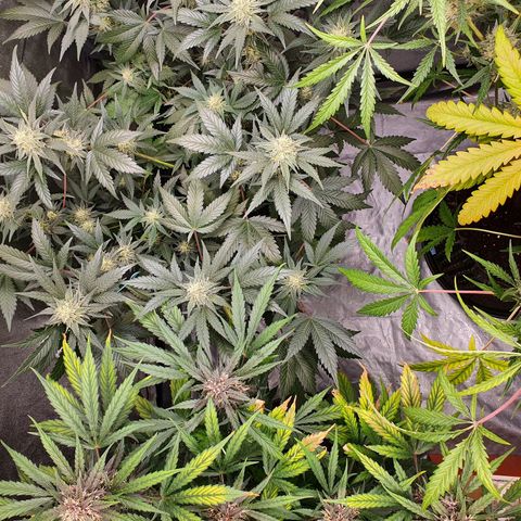 Auto Purple Kush growlog timeline photo