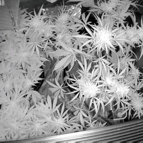 Auto Purple Kush growlog photo: Morning cam 