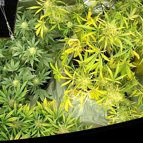 Auto Purple Kush growlog timeline photo