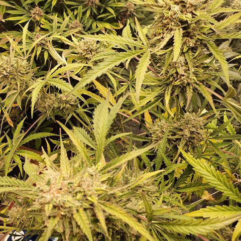 Auto Purple Kush growlog timeline photo
