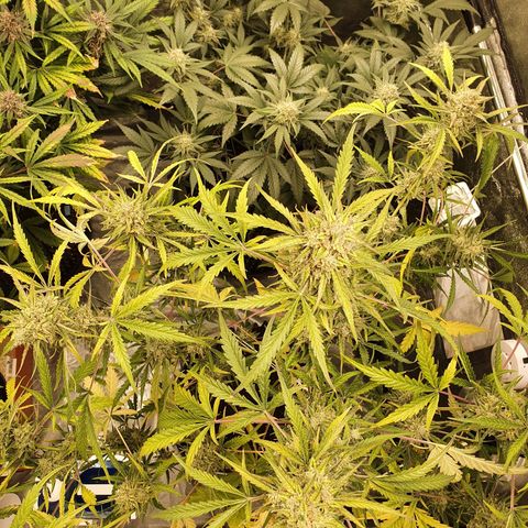 Auto Purple Kush growlog timeline photo