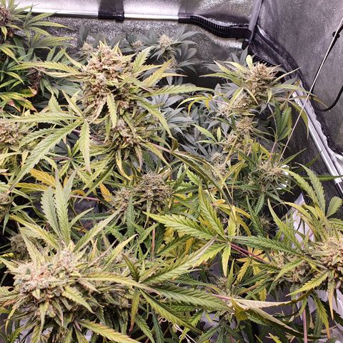 Auto Purple Kush growlog timeline photo