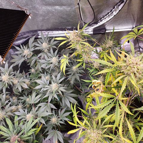 Auto Purple Kush growlog timeline photo