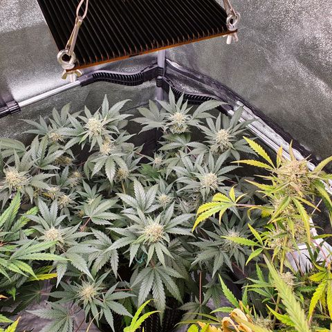 Auto Purple Kush growlog timeline photo