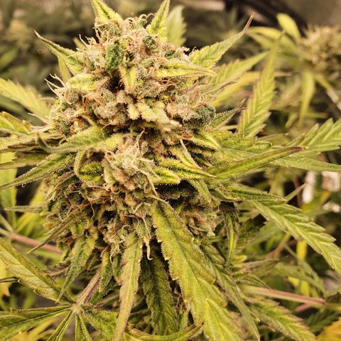 Auto Purple Kush growlog timeline photo
