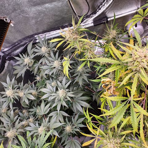 Auto Purple Kush growlog timeline photo