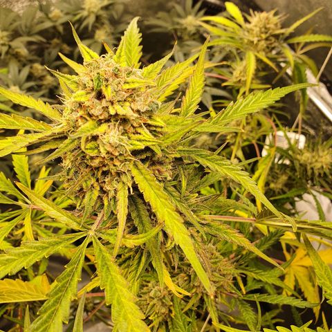 Auto Purple Kush growlog timeline photo
