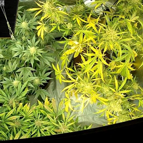 Auto Purple Kush growlog photo: Last night in the tent for Purple. Light intensity dropped 