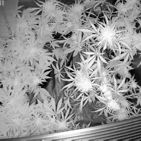 Auto Purple Kush growlog photo: Few hours of sleep then the chopping of Kush begins. 11 weeks 