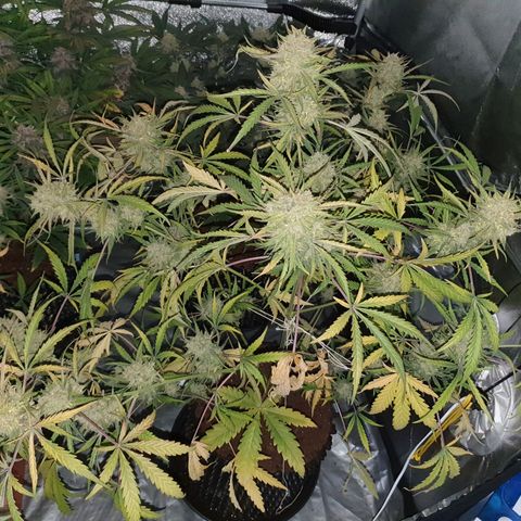 Auto Purple Kush growlog photo: Harvest 