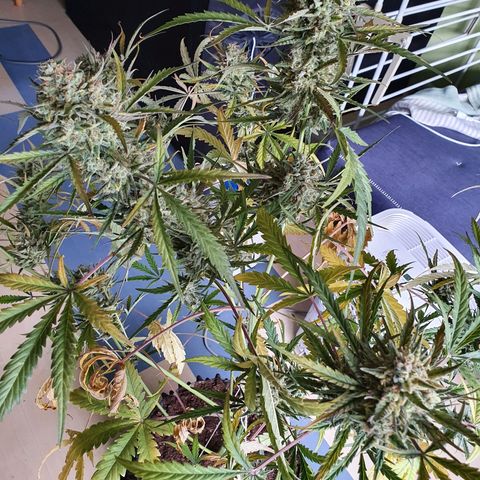 Auto Purple Kush growlog photo: Harvest 