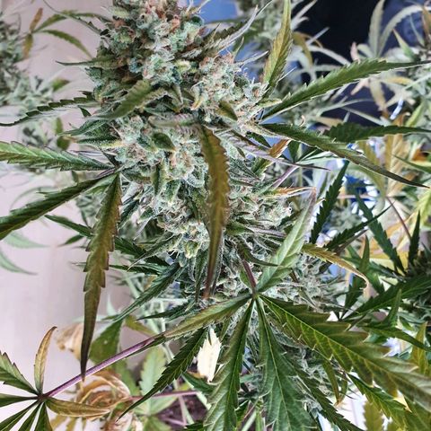 Auto Purple Kush growlog photo: Harvest 