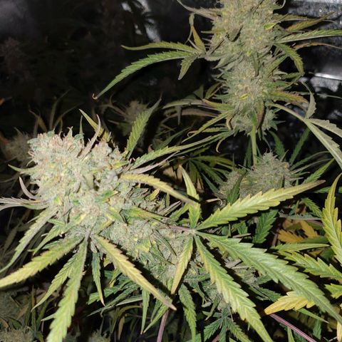 Auto Purple Kush growlog photo: Harvest 