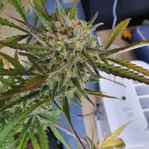 Auto Purple Kush growlog photo: Harvest 