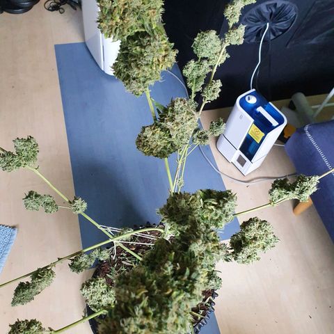 Auto Purple Kush growlog photo: Harvest 