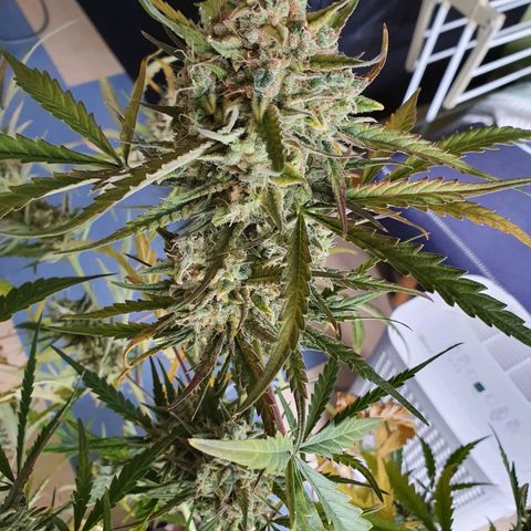 Auto Purple Kush growlog photo: Harvest 