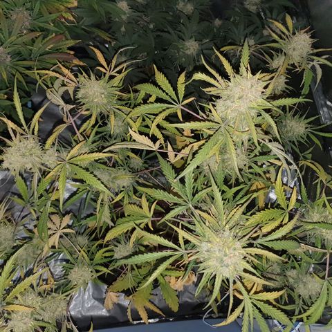 Auto Purple Kush growlog photo: Harvest 