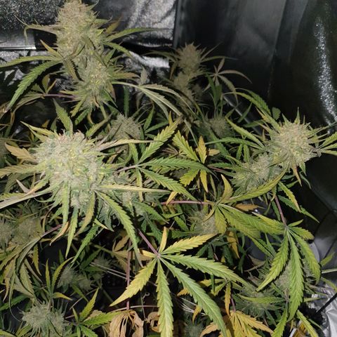 Auto Purple Kush growlog photo: Harvest 