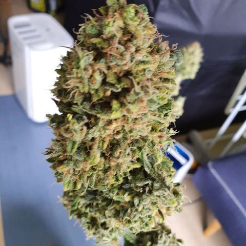 Auto Purple Kush growlog photo: Harvest 