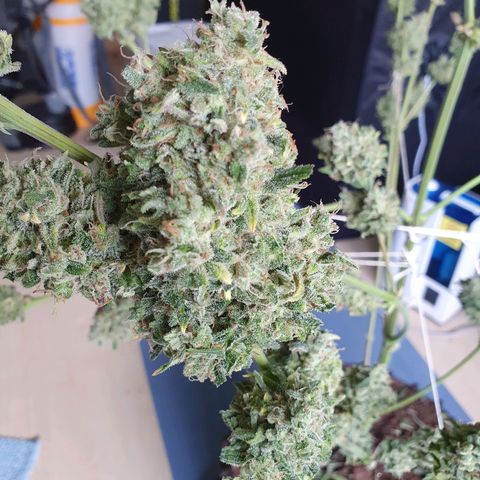 Auto Purple Kush growlog photo: Harvest